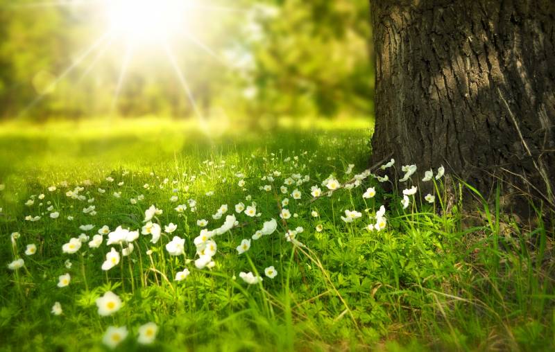 Un seul printemps dans l’année… , et dans la vie une seule jeunesse.